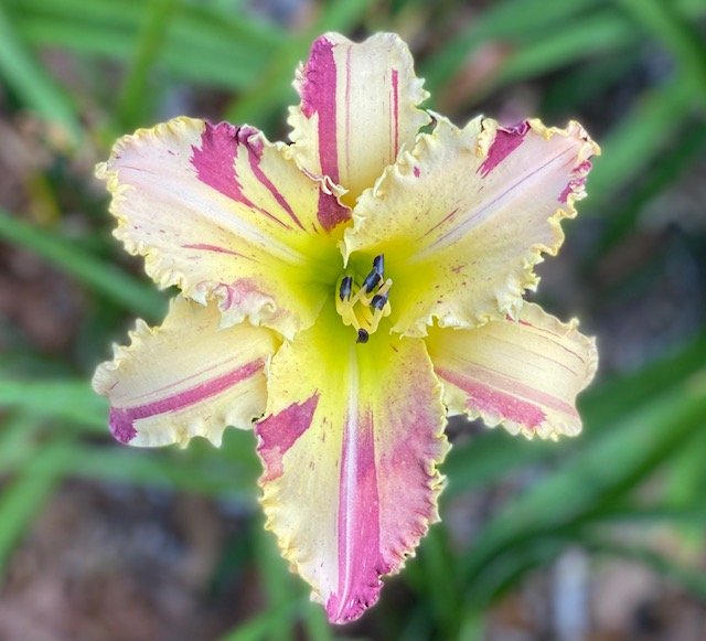 Whiskey Glasses - SF — CT Daylily